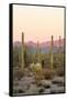 Arizona, Organ Pipe Cactus Nm. Saguaro Cactus and Chain Fruit Cholla-Kevin Oke-Framed Stretched Canvas