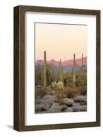 Arizona, Organ Pipe Cactus Nm. Saguaro Cactus and Chain Fruit Cholla-Kevin Oke-Framed Photographic Print