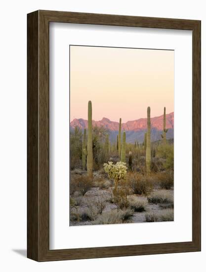 Arizona, Organ Pipe Cactus Nm. Saguaro Cactus and Chain Fruit Cholla-Kevin Oke-Framed Photographic Print