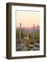 Arizona, Organ Pipe Cactus Nm. Saguaro Cactus and Chain Fruit Cholla-Kevin Oke-Framed Photographic Print