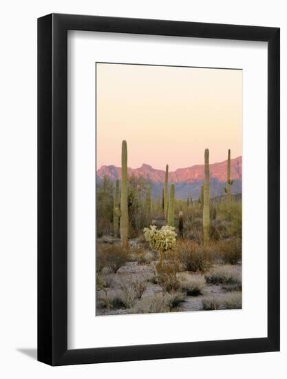 Arizona, Organ Pipe Cactus Nm. Saguaro Cactus and Chain Fruit Cholla-Kevin Oke-Framed Photographic Print