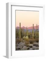 Arizona, Organ Pipe Cactus Nm. Saguaro Cactus and Chain Fruit Cholla-Kevin Oke-Framed Photographic Print