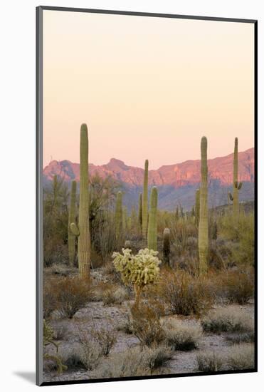 Arizona, Organ Pipe Cactus Nm. Saguaro Cactus and Chain Fruit Cholla-Kevin Oke-Mounted Photographic Print