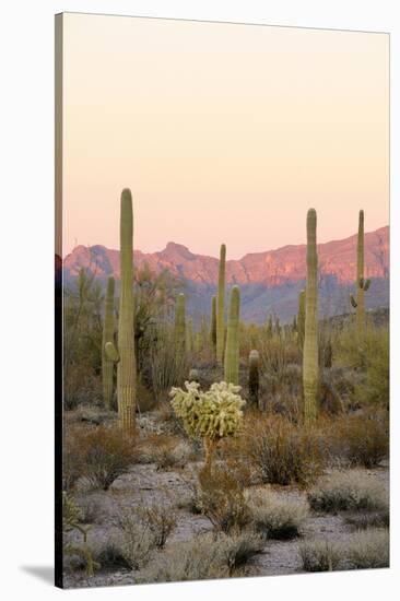 Arizona, Organ Pipe Cactus Nm. Saguaro Cactus and Chain Fruit Cholla-Kevin Oke-Stretched Canvas
