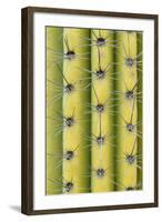Arizona, Organ Pipe Cactus Nm. Saguaro Cactus Close Up of Spines-Kevin Oke-Framed Photographic Print