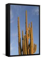 Arizona, Organ Pipe Cactus Nm. Saguaro Cactus in Front of a Blue Sky-Kevin Oke-Framed Stretched Canvas