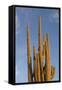 Arizona, Organ Pipe Cactus Nm. Saguaro Cactus in Front of a Blue Sky-Kevin Oke-Framed Stretched Canvas