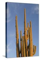 Arizona, Organ Pipe Cactus Nm. Saguaro Cactus in Front of a Blue Sky-Kevin Oke-Stretched Canvas