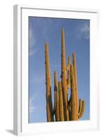 Arizona, Organ Pipe Cactus Nm. Saguaro Cactus in Front of a Blue Sky-Kevin Oke-Framed Photographic Print