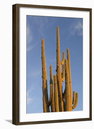 Arizona, Organ Pipe Cactus Nm. Saguaro Cactus in Front of a Blue Sky-Kevin Oke-Framed Photographic Print