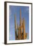 Arizona, Organ Pipe Cactus Nm. Saguaro Cactus in Front of a Blue Sky-Kevin Oke-Framed Photographic Print