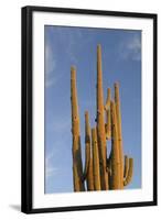 Arizona, Organ Pipe Cactus Nm. Saguaro Cactus in Front of a Blue Sky-Kevin Oke-Framed Photographic Print