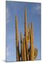 Arizona, Organ Pipe Cactus Nm. Saguaro Cactus in Front of a Blue Sky-Kevin Oke-Mounted Photographic Print