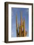 Arizona, Organ Pipe Cactus Nm. Saguaro Cactus in Front of a Blue Sky-Kevin Oke-Framed Photographic Print