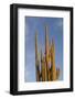 Arizona, Organ Pipe Cactus Nm. Saguaro Cactus in Front of a Blue Sky-Kevin Oke-Framed Photographic Print