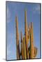 Arizona, Organ Pipe Cactus Nm. Saguaro Cactus in Front of a Blue Sky-Kevin Oke-Mounted Photographic Print