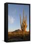 Arizona, Organ Pipe Cactus Nm. Saguaro Cactus in Front of Mt Ajo Range-Kevin Oke-Framed Stretched Canvas