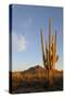 Arizona, Organ Pipe Cactus Nm. Saguaro Cactus in Front of Mt Ajo Range-Kevin Oke-Stretched Canvas