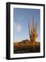 Arizona, Organ Pipe Cactus Nm. Saguaro Cactus in Front of Mt Ajo Range-Kevin Oke-Framed Photographic Print