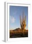 Arizona, Organ Pipe Cactus Nm. Saguaro Cactus in Front of Mt Ajo Range-Kevin Oke-Framed Photographic Print