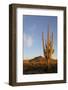 Arizona, Organ Pipe Cactus Nm. Saguaro Cactus in Front of Mt Ajo Range-Kevin Oke-Framed Photographic Print