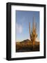 Arizona, Organ Pipe Cactus Nm. Saguaro Cactus in Front of Mt Ajo Range-Kevin Oke-Framed Photographic Print