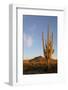 Arizona, Organ Pipe Cactus Nm. Saguaro Cactus in Front of Mt Ajo Range-Kevin Oke-Framed Photographic Print