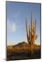 Arizona, Organ Pipe Cactus Nm. Saguaro Cactus in Front of Mt Ajo Range-Kevin Oke-Mounted Photographic Print