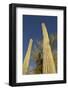 Arizona, Organ Pipe Cactus Nm. Saguaro Cactus Trunk with Blue Sky-Kevin Oke-Framed Photographic Print