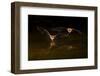 Arizona, Pallid Bat Drinking-Ellen Goff-Framed Photographic Print