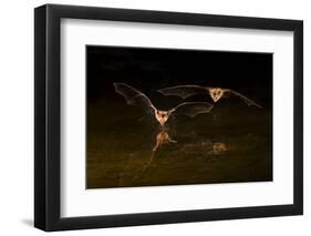 Arizona, Pallid Bat Drinking-Ellen Goff-Framed Photographic Print