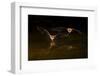 Arizona, Pallid Bat Drinking-Ellen Goff-Framed Photographic Print