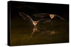 Arizona, Pallid Bat Drinking-Ellen Goff-Stretched Canvas