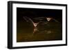 Arizona, Pallid Bat Drinking-Ellen Goff-Framed Photographic Print