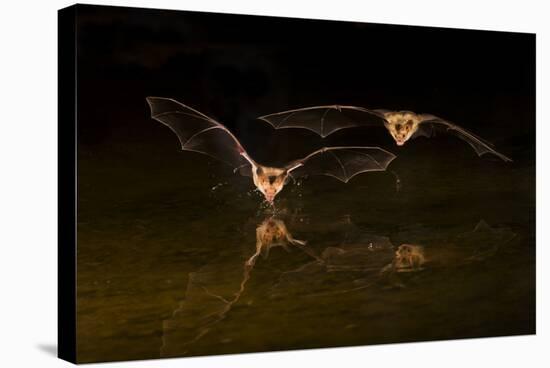 Arizona, Pallid Bat Drinking-Ellen Goff-Stretched Canvas