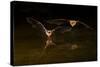 Arizona, Pallid Bat Drinking-Ellen Goff-Stretched Canvas