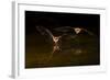 Arizona, Pallid Bat Drinking-Ellen Goff-Framed Photographic Print