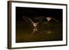 Arizona, Pallid Bat Drinking-Ellen Goff-Framed Photographic Print