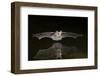 Arizona, Pallid Bat Drinking-Ellen Goff-Framed Photographic Print