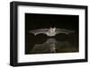 Arizona, Pallid Bat Drinking-Ellen Goff-Framed Photographic Print