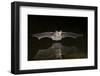 Arizona, Pallid Bat Drinking-Ellen Goff-Framed Premium Photographic Print