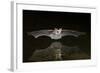 Arizona, Pallid Bat Drinking-Ellen Goff-Framed Photographic Print