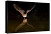 Arizona, Pallid Bat Drinking-Ellen Goff-Stretched Canvas