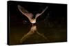 Arizona, Pallid Bat Drinking-Ellen Goff-Stretched Canvas