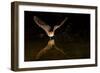 Arizona, Pallid Bat Drinking-Ellen Goff-Framed Photographic Print