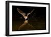 Arizona, Pallid Bat Drinking-Ellen Goff-Framed Photographic Print