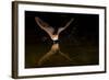 Arizona, Pallid Bat Drinking-Ellen Goff-Framed Photographic Print