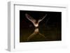 Arizona, Pallid Bat Drinking-Ellen Goff-Framed Photographic Print