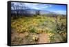 Arizona, Pinaleno Mountains Seen across the Desert Along Highway 191-Richard Wright-Framed Stretched Canvas