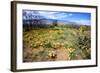 Arizona, Pinaleno Mountains Seen across the Desert Along Highway 191-Richard Wright-Framed Photographic Print